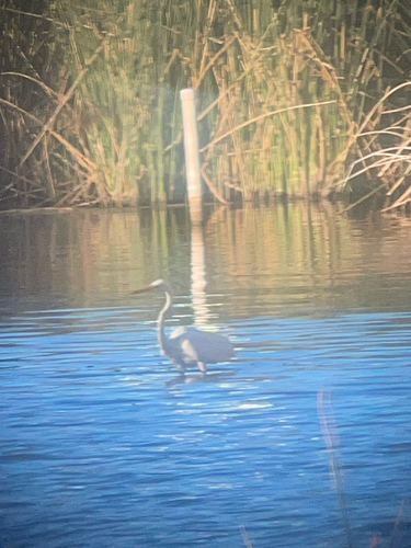 iNaturalist image