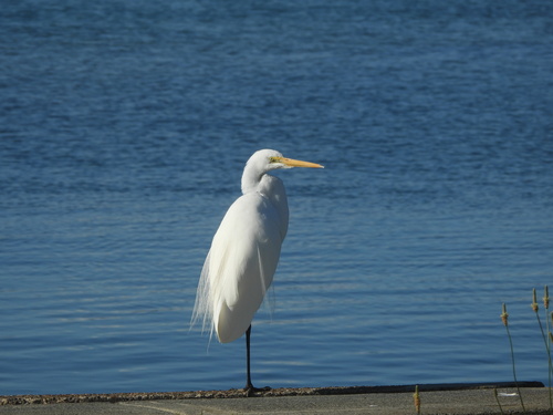 iNaturalist image