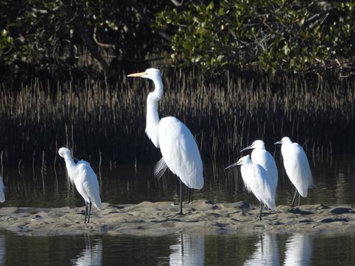 iNaturalist: (c) Christine Rand, some rights reserved (CC BY-NC), uploaded by Christine Rand iNaturalist image