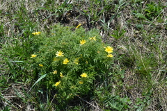 Adonis volgensis