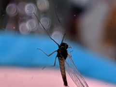 Ephemeroptera