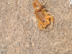 Jaguajir rochae