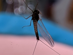 Ephemeroptera