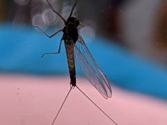 Ephemeroptera