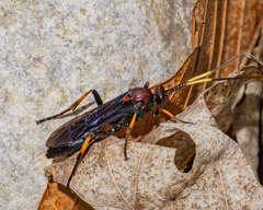 Ichneumon centrator