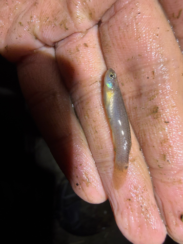 Lung's rivulus (Anablepsoides lungi) — Rivulidae — 2