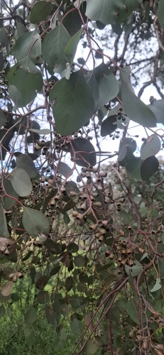 Silver Dollar Gum