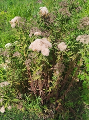 Eupatorium formosanum
