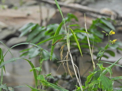 Panicum deustum