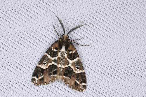 Cargolia arana