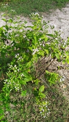 Eupatorium formosanum
