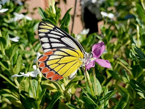 Common Jezebel