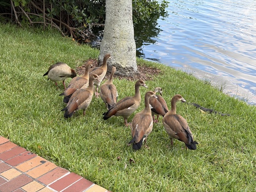 iNaturalist image