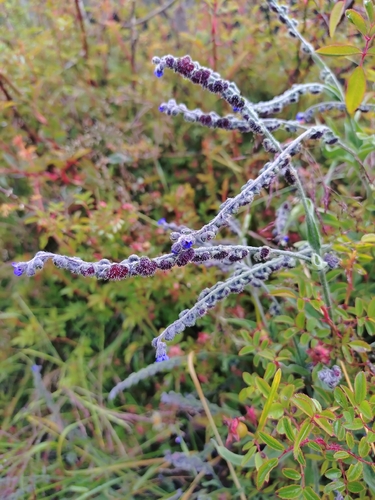 Cynoglossum alpestre (Cynoglossum alpestre)