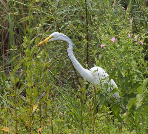 iNaturalist image