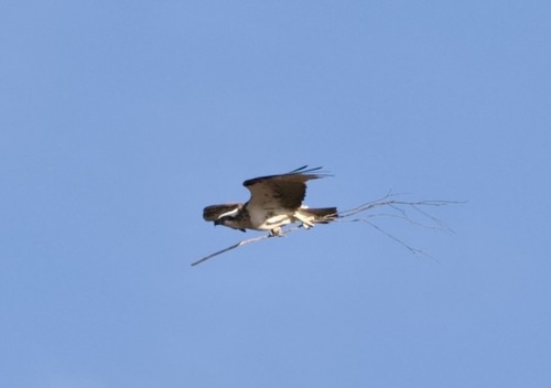 iNaturalist image