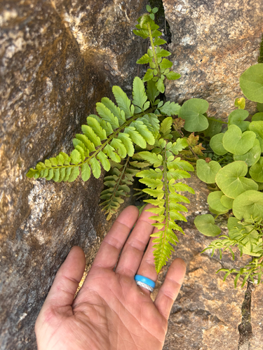 Polystichum scopulinum, photograph 2