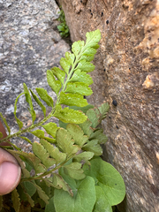 Polystichum scopulinum, photograph (c) Kenzie Anderson-Bell, some rights reserved (CC BY)