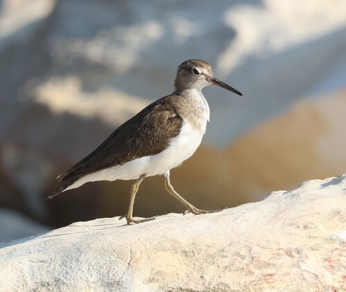 iNaturalist image