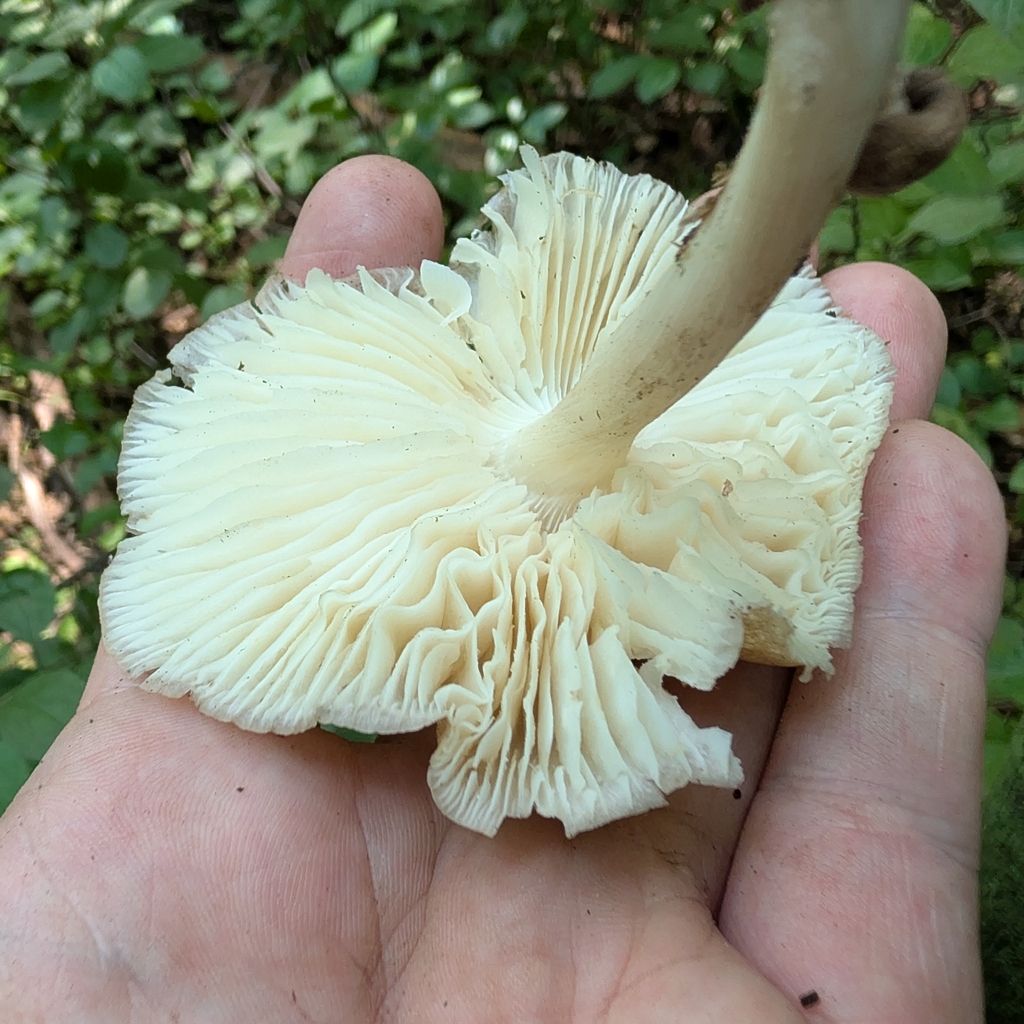 Eastern American Platterful Mushroom · July 2026 · photo: Photo: no rights reserved · iNaturalist