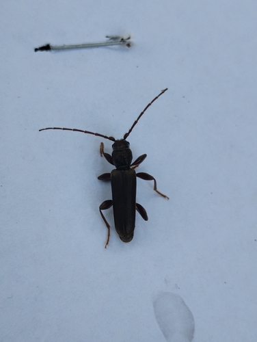 iNaturalist observation photo of Round-headed Fir Borer