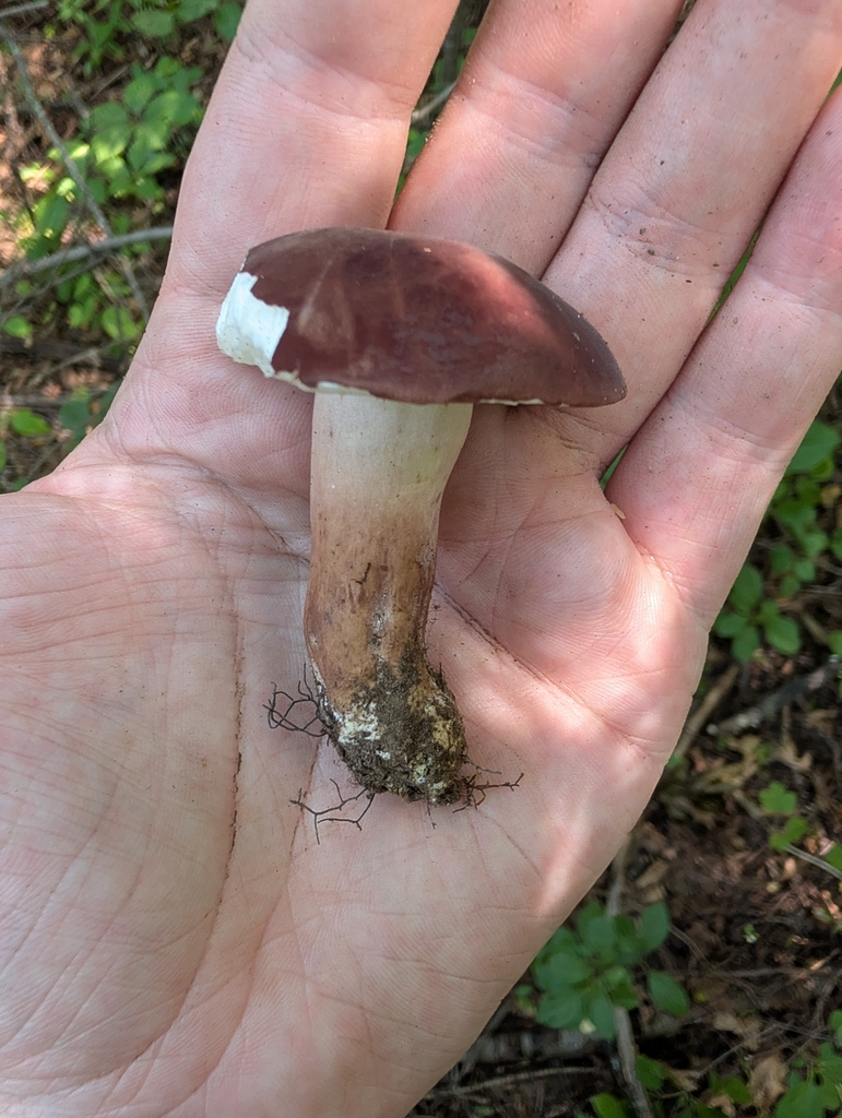 reddish brown bitter bolete · July 2026 · photo: Photo: no rights reserved · iNaturalist