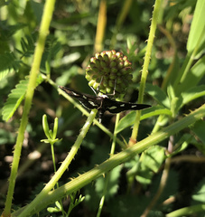 Desmia subdivisalis