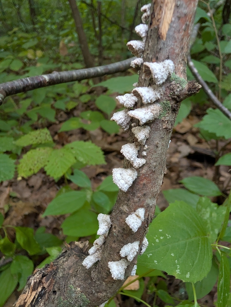 splitgill mushroom · July 2026 · photo: Photo: no rights reserved · iNaturalist