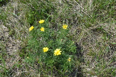 Adonis volgensis