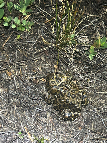 iNaturalist observation photo of Yosemite Toad