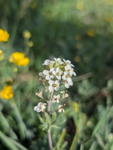 Smelowskia calycina, 2026-07-26