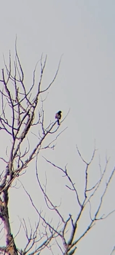 Eastern Towhee