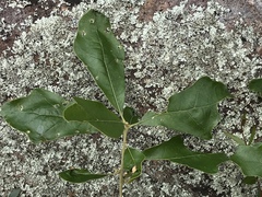 Quercus boyntonii
