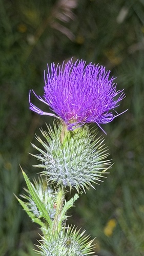 Bull Thistle