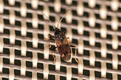 Eremocoris fenestratus