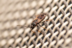 Eremocoris fenestratus
