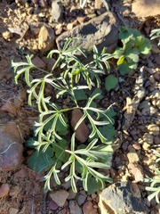 Pelargonium luteolum
