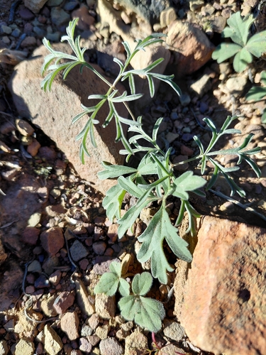 Pelargonium luteolum, photograph 2