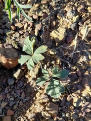 (c) Danie Palm, some rights reserved (CC BY) Pelargonium luteolum, photograph (c) Danie Palm, some rights reserved (CC BY)