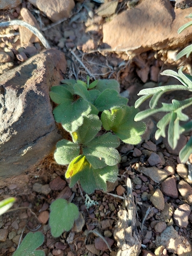 Pelargonium luteolum, photograph 4