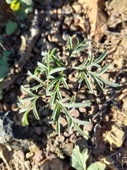 (c) Danie Palm, some rights reserved (CC BY) Pelargonium luteolum, photograph (c) Danie Palm, some rights reserved (CC BY)
