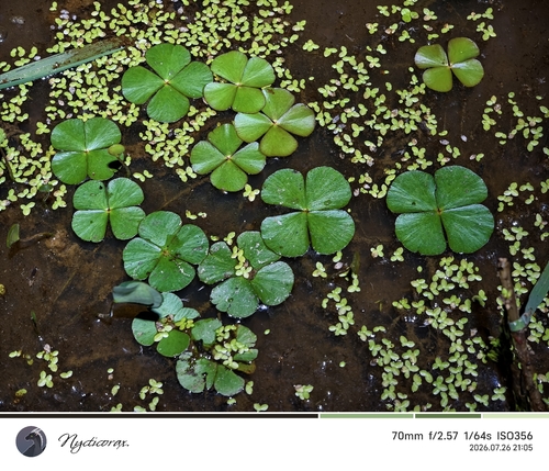clover fern