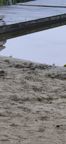 iNaturalist image