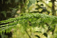 Basileuterus melanotis