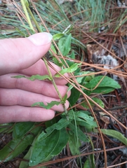 Penstemon australis, photograph (c) Raven Dandridge, some rights reserved (CC BY)