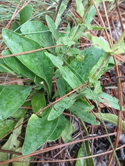 Penstemon australis, photograph (c) Raven Dandridge, some rights reserved (CC BY)