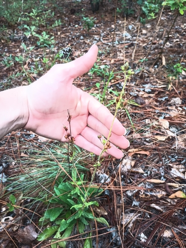 Penstemon australis, photograph 4