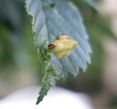 Tetraneura