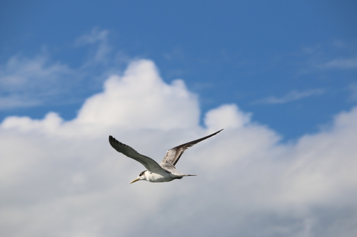 iNaturalist: (c) Ashton Curtis, some rights reserved (CC BY-NC), uploaded by Ashton Curtis iNaturalist image