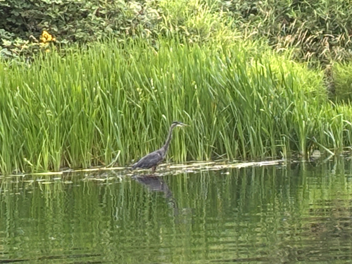iNaturalist image